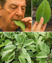 Kalanchoe medicinal properties and uses