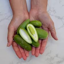 Image result for Marsdenia