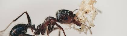 Maybe you would like to learn more about one of these? How To Get Rid Of Ants In The House With Natural Home Remedies