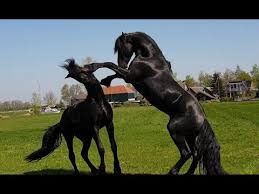 Friesian horses are one of the most beautiful and versatile horses, perfect for dressage, trail riding, and pulling carriages, but how much do they cost? Friesian Horse Stallions Colts Meet Each Other In The Field Youtube