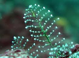 Image result for Pyrostria phyllanthoidea