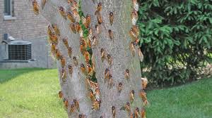 Cicadas are generally harmless, and do not spread disease. Free App Allows Tracking Of 2019 Cicada Brood Wjac