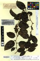 Image result for Smilax anceps
