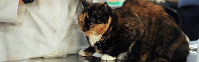 Squamous cell carcinoma is an aggressive cancer in the cat and is often not diagnosed until the tumor is advanced. Common Cat Diseases Aspca