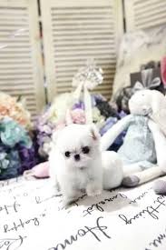 Maybe you would like to learn more about one of these? Mint Micro Teacup Maltese