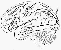 Image Result For Free Human Anatomy Coloring Pages Pdf Anatomy Coloring Book Heart Coloring Pages Brain Illustration