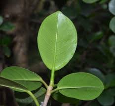 Image result for Grewia microcarpa