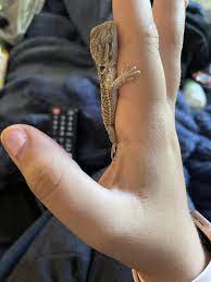 Bearded Dragons For Sale Buy Live Bearded Dragons For Sale Petco
