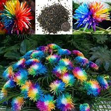 200 Pcs Rare Rainbow Colored Chrysanthemum Flower Seeds Himalayan Orchid Seeds For Home Garden Planting Chrysanthemum Flower Seeds Flower Seeds Flower Garden Plants