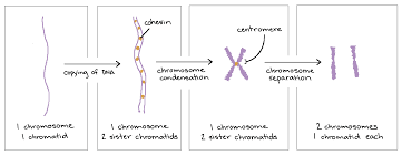 The z disc is the boundary between sarcomeres, named after its shape. Pin On Science