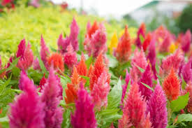 Image result for Celosia elegantissima
