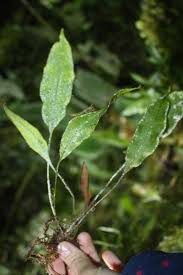 Image result for Elaphoglossum acrostichoides