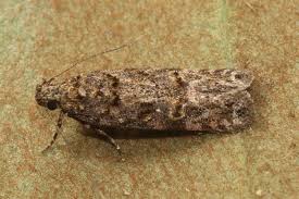 Image result for Teleiopsis diffinis