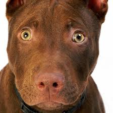 Maybe you would like to learn more about one of these? Is My Pit Bull Full Blooded Thriftyfun