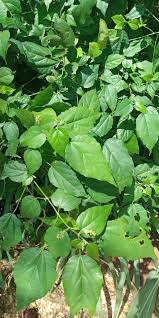 Image result for Mallotus