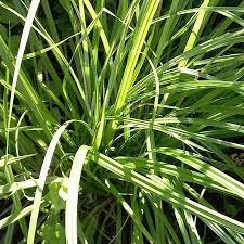 Image result for Cyperus alopecuroides