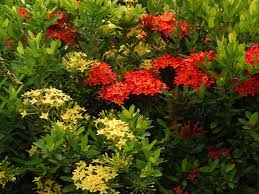 Image result for Ixora narcissodora