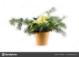 Eingemachte Weihnachten Weihnachtsstern Euphorbia