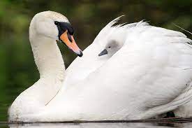 Unconditional Animals Cute Cats Baby Swan