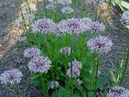 Check spelling or type a new query. Marshallia Grandiflora Giant Barbara S Buttons Plants Beautiful Flowers Native Plants
