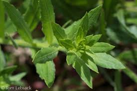 Image result for Oenothera lindheimeri