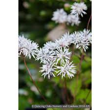 Image result for Thalictrum