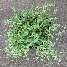 Image result for Crassula expansa