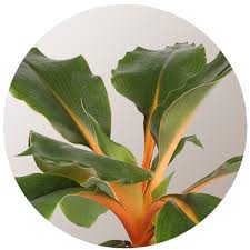 Image result for Chlorophytum hirsutum