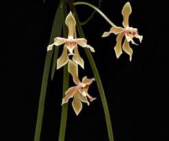 Image result for Paraknoxia parviflora