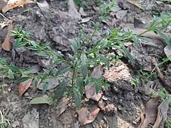 Image result for Scoparia dulcis