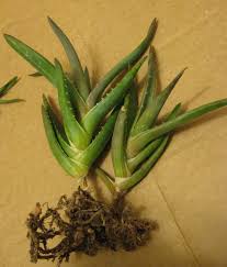 Check spelling or type a new query. Is This Root Rot On This Aloe