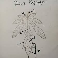 Maybe you would like to learn more about one of these? Daun Pepaya Daunpepayahijau Twitter
