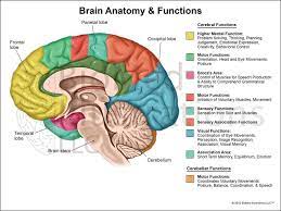The Human Brain Diagram And Functions Koibana Info Brain Anatomy Brain Diagram Human Brain Diagram