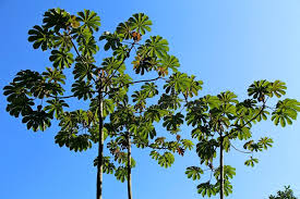 Image result for Cecropia pachystachya