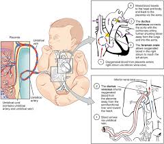 Development Of Fetal Heart Fetal Circulation Wikipedia Circulatory System Nurse Teaching Fetal