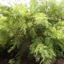 Image result for Leptospermum petersonii