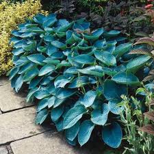 Your hosta plants will come up year after year with very little work on your part. Hosta Sieboldiana Elegans K Van Bourgondien