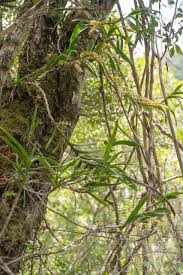 Image result for Tridactyle bicaudata