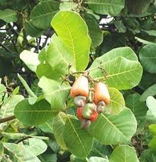Image result for Anacardium occidentale