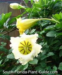 We did not find results for: Unusual Vines Of South Florida