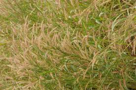 Image result for Cenchrus polystachios