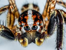Brazilian wandering spider vs hooded mantis | monster bug wars. Brazilian Wandering Spider Free Stock Photo