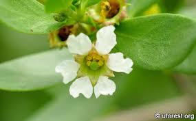 Image result for Pemphis