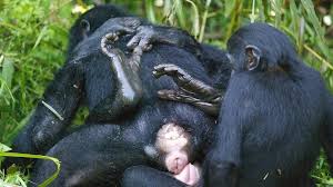 Like all bonobo records migration is one that is only. Bonobos Sex Unter Frauen Gut Fur Gemut Und Kooperation Mdr De