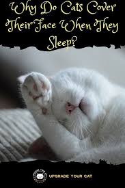Why Do Cats Cover Their Face When They Sleep Upgrade Your Cat In 2020 Cat Behavior Cats Cat Problems