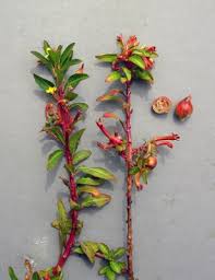 Image result for Lagenaria abyssinica