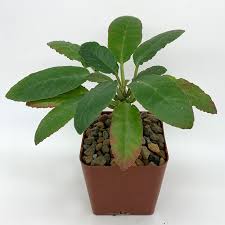 Image result for Dorstenia psilurus