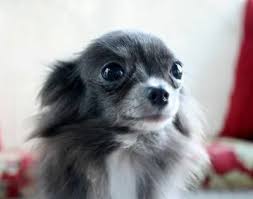 Maltese Dogs Forum Chihuahua Puppies Blue Chihuahua Chihuahua