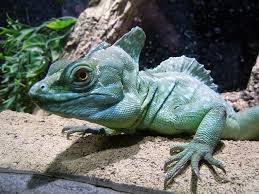 Green Basilisk Lizards Facts Cool Kid Facts Basilisk Lizard Lizard Basilisk