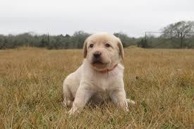 Labrador Puppies For Sale Silver Labs For Sale Dog Training Dog Boarding Serenity Ranch Kennels